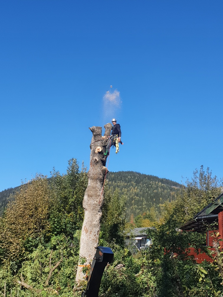Tjenester fra SOLO Trefelling
